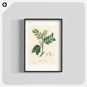 アートポスター-Lentisk Illustration
 - 薬用植物学 Poster.