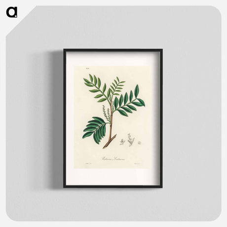 アートポスター-Lentisk Illustration
 - 薬用植物学 Poster.
