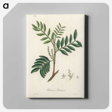 1-74_Medical-Botany_canvas
