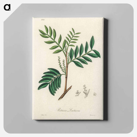 アートパネル-Lentisk Illustration
 - 薬用植物学 Canvas.