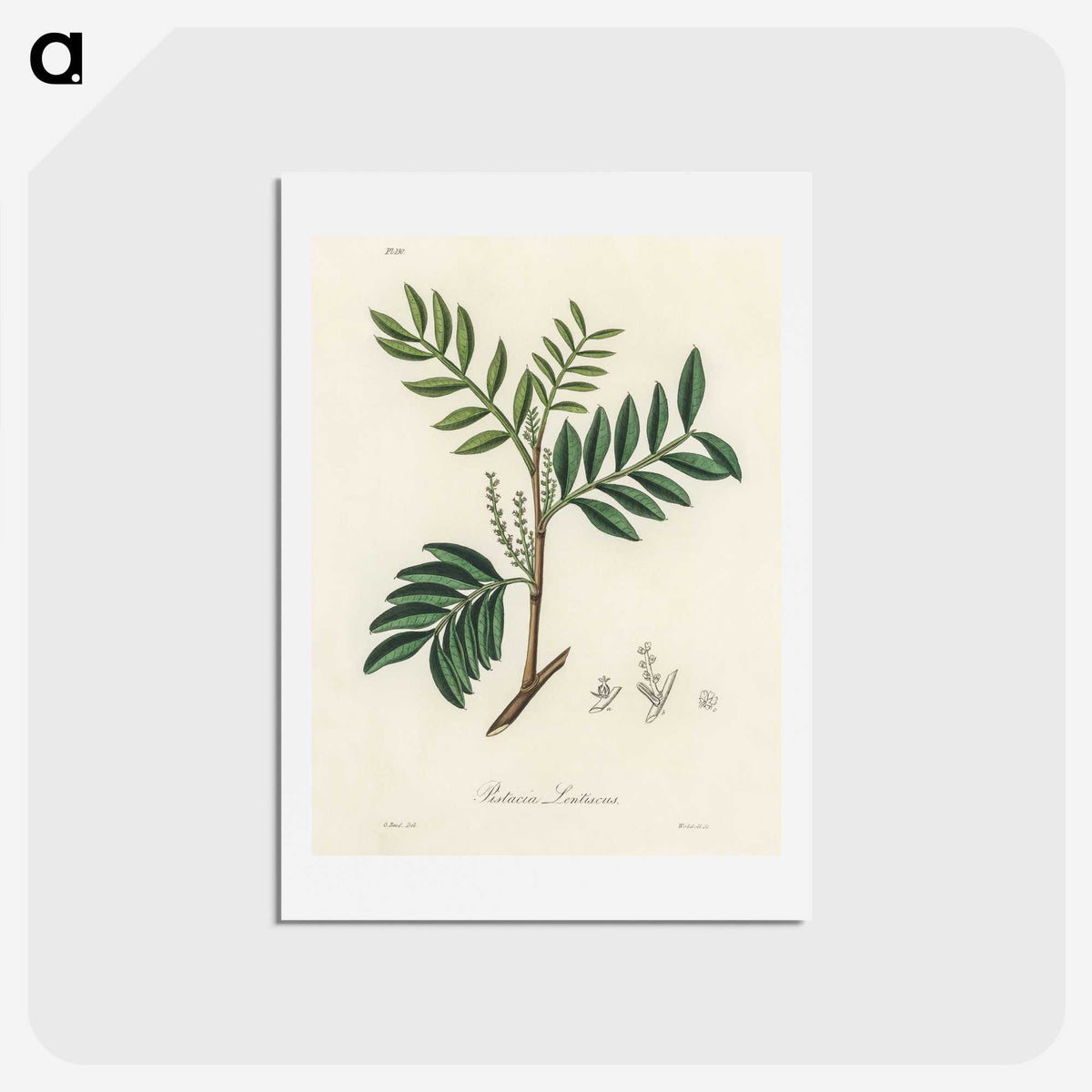 1-74_Medical-Botany_hagaki