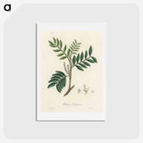 1-74_Medical-Botany_hagaki