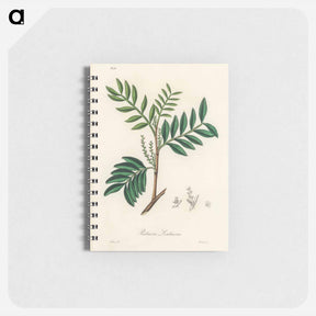 アートメモ帳-Lentisk Illustration
 - 薬用植物学 Memo.