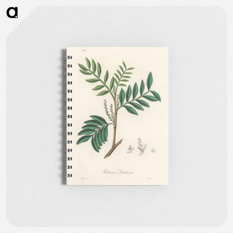 アートメモ帳-Lentisk Illustration
 - 薬用植物学 Memo.