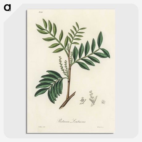 1-74_Medical-Botany_picture-crop