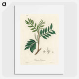 アートポスター-Lentisk Illustration
 - 薬用植物学 Poster.