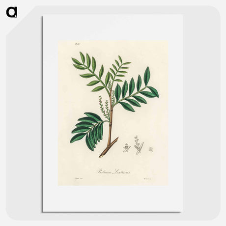 アートポスター-Lentisk Illustration
 - 薬用植物学 Poster.