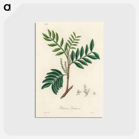 アートポストカード-Lentisk Illustration
 - 薬用植物学 Postcard.