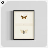 1-74_Moths-and-Butterflies-of-the-United-States_blk-crop