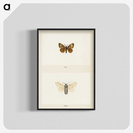 1-74_Moths-and-Butterflies-of-the-United-States_blk-crop