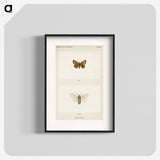 1-74_Moths-and-Butterflies-of-the-United-States_blk