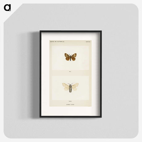 1-74_Moths-and-Butterflies-of-the-United-States_blk