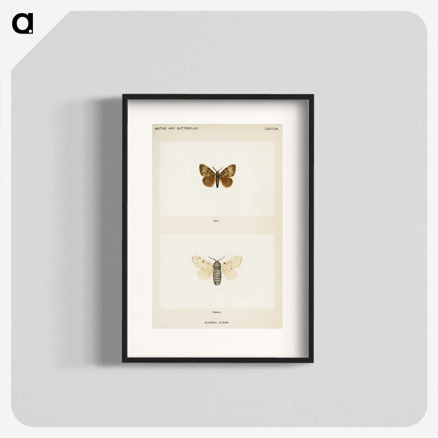 1-74_Moths-and-Butterflies-of-the-United-States_blk