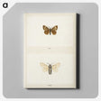 1-74_Moths-and-Butterflies-of-the-United-States_canvas