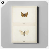 1-74_Moths-and-Butterflies-of-the-United-States_canvas