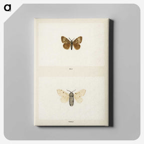 1-74_Moths-and-Butterflies-of-the-United-States_canvas