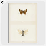 1-74_Moths-and-Butterflies-of-the-United-States_picture-crop