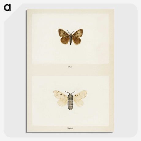 1-74_Moths-and-Butterflies-of-the-United-States_picture-crop