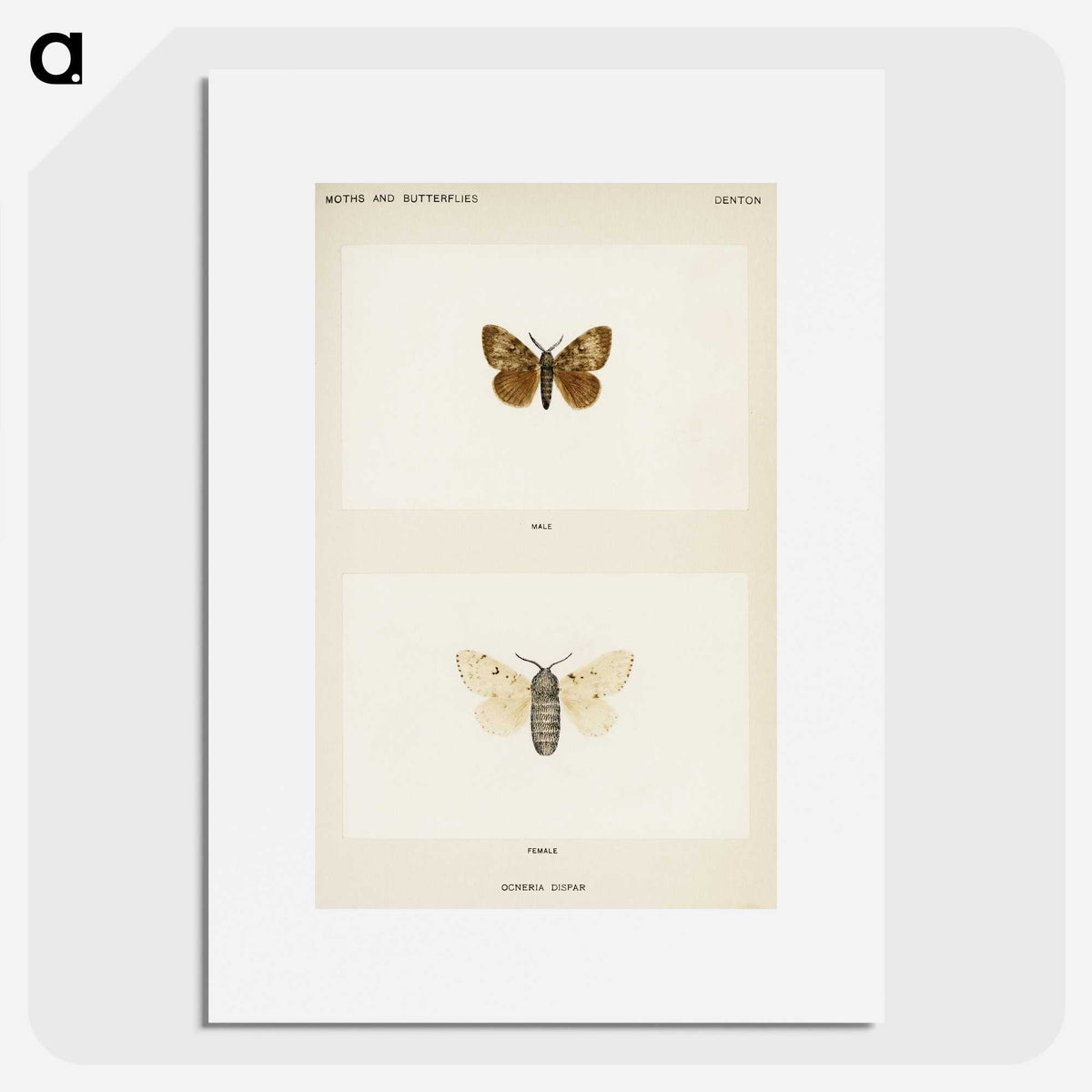 1-74_Moths-and-Butterflies-of-the-United-States_picture