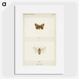 1-74_Moths-and-Butterflies-of-the-United-States_picture
