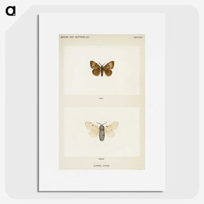 1-74_Moths-and-Butterflies-of-the-United-States_picture