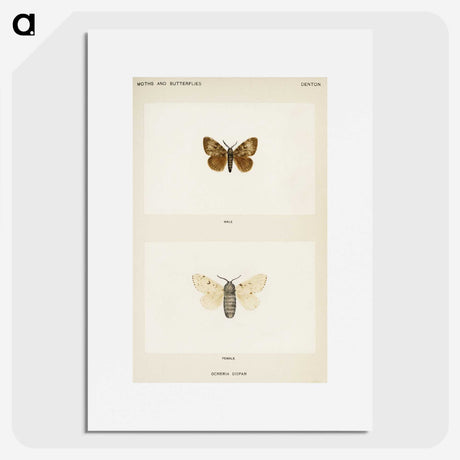 1-74_Moths-and-Butterflies-of-the-United-States_picture