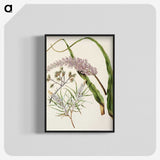 1-74_Native-Flowering-Plants-of-New-Zealand_blk-crop