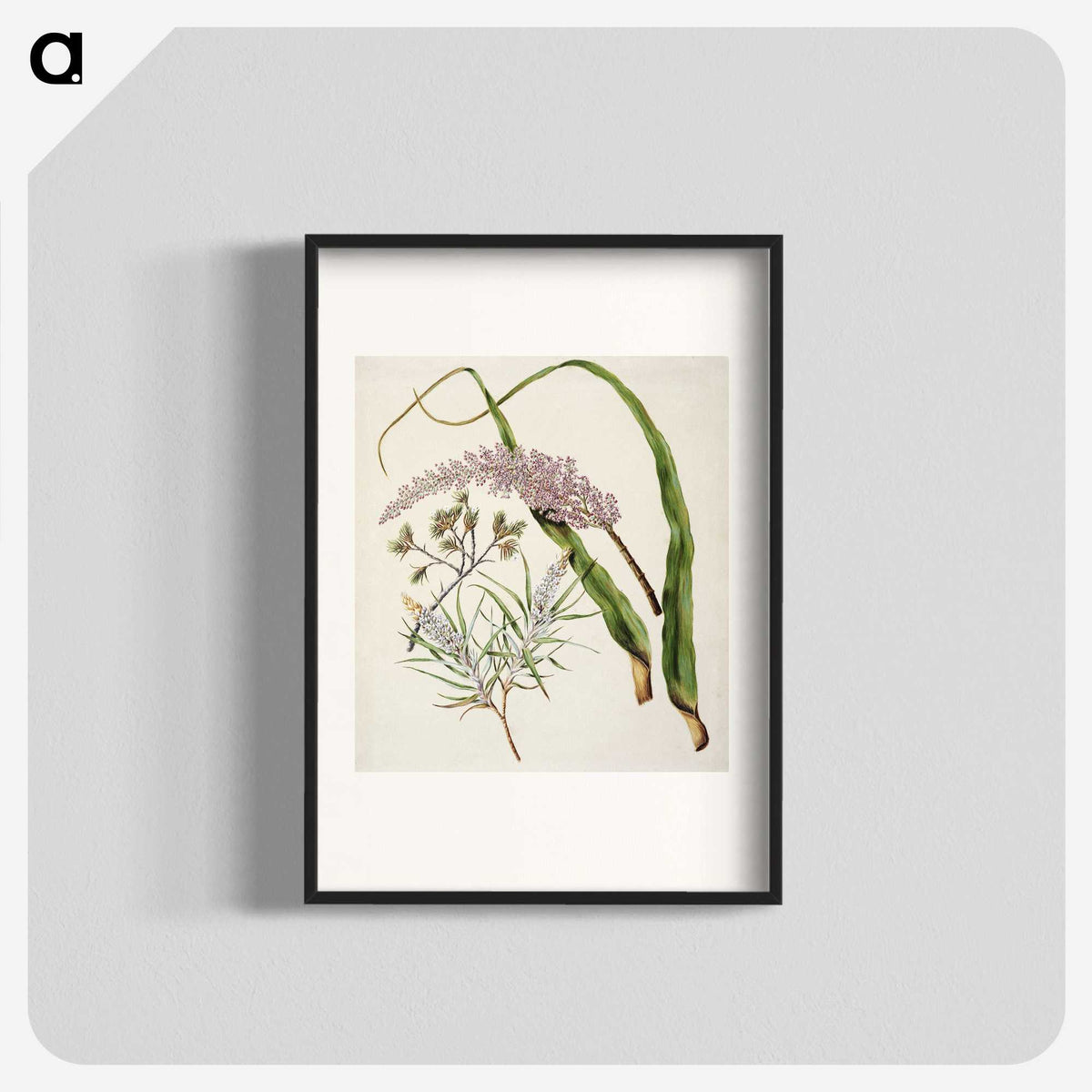 1-74_Native-Flowering-Plants-of-New-Zealand_blk