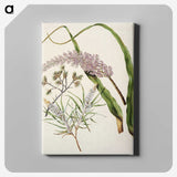 1-74_Native-Flowering-Plants-of-New-Zealand_canvas