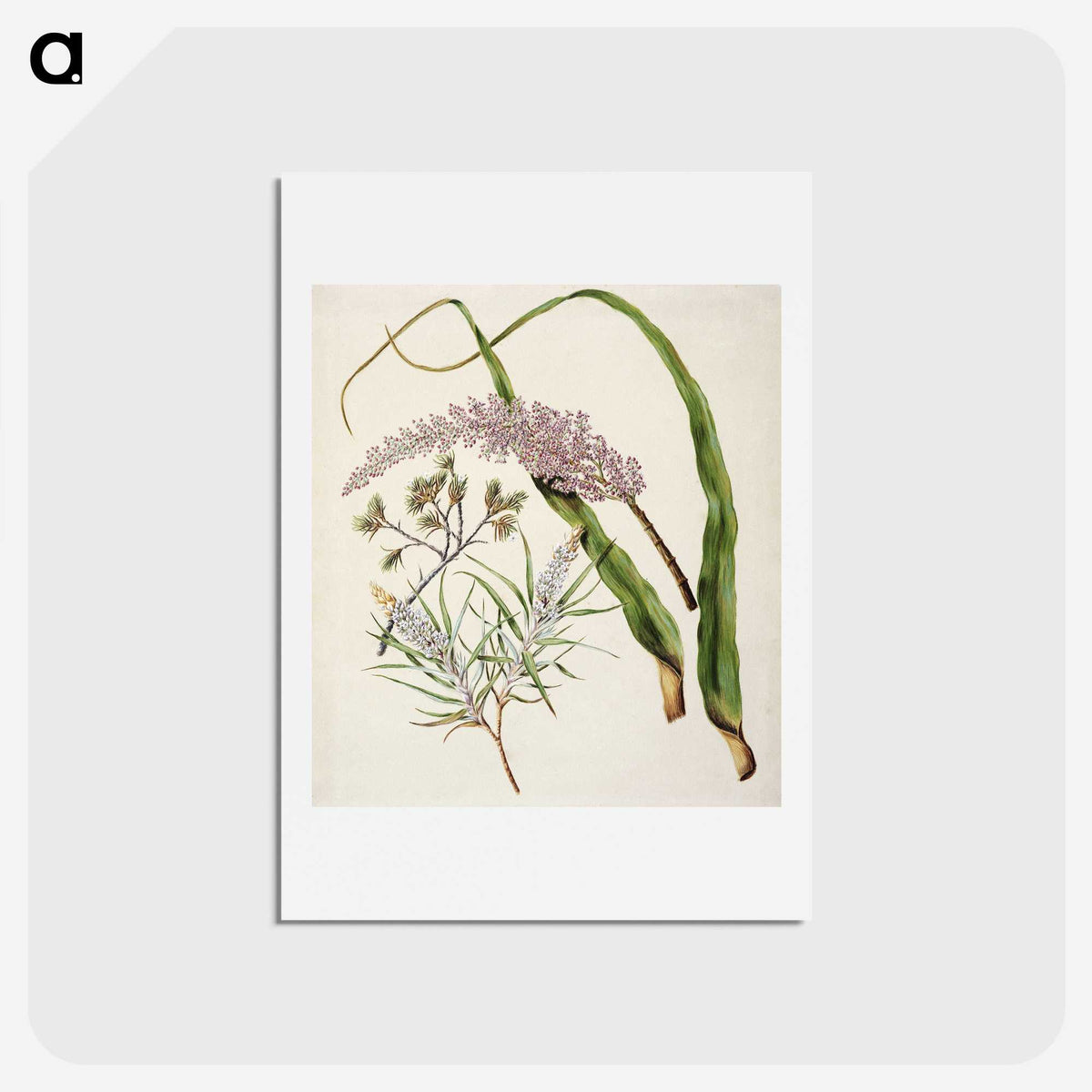 1-74_Native-Flowering-Plants-of-New-Zealand_hagaki