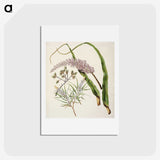 1-74_Native-Flowering-Plants-of-New-Zealand_hagaki