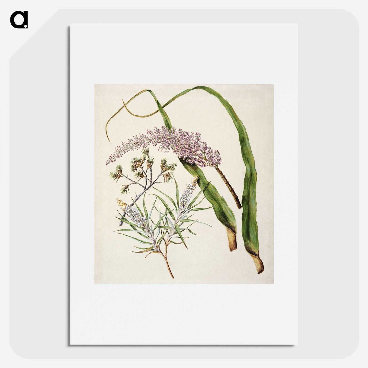 1-74_Native-Flowering-Plants-of-New-Zealand_picture