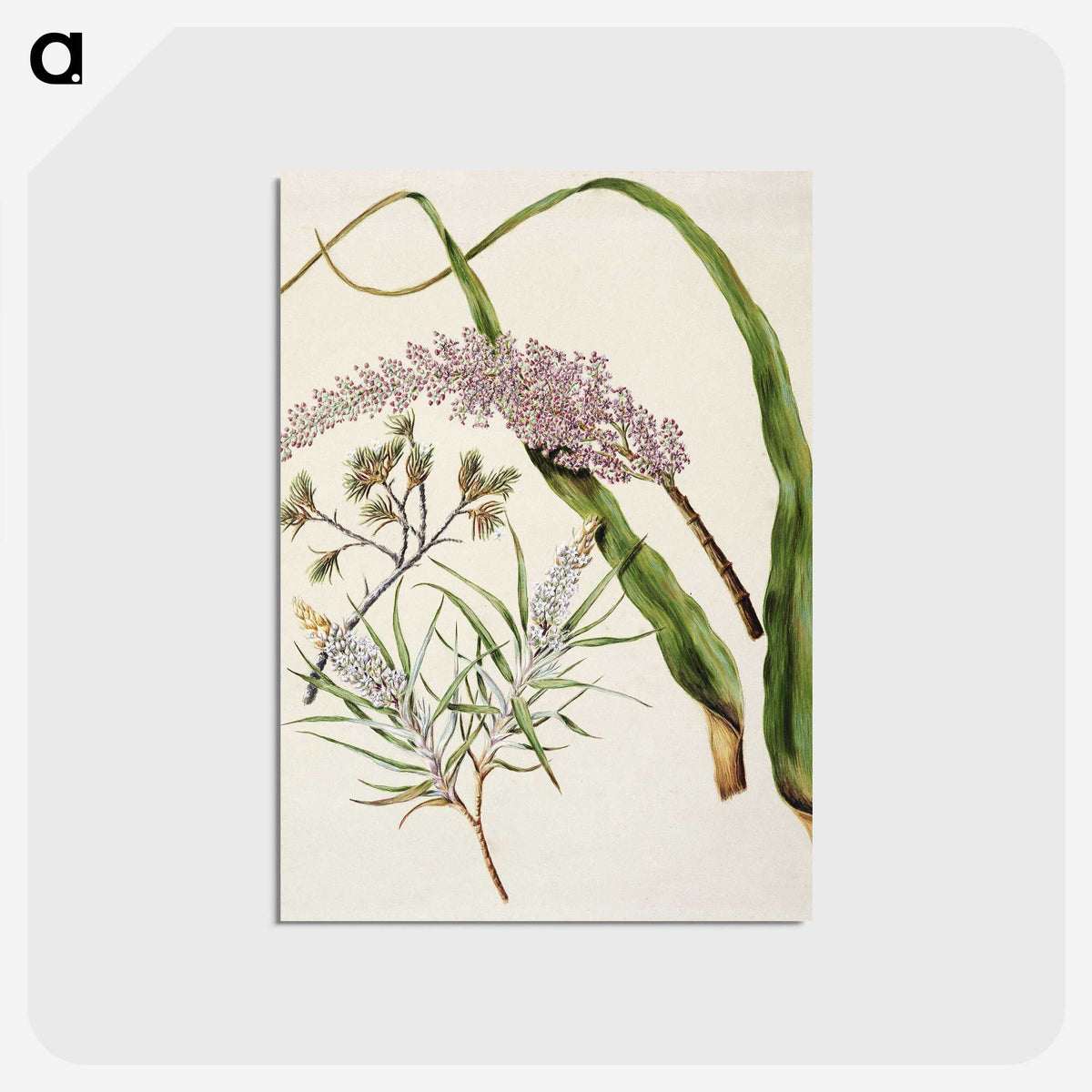 1-74_Native-Flowering-Plants-of-New-Zealand_postcard