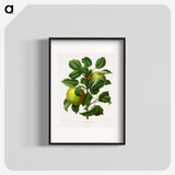 1-74_Nederlandsche-Flora-en-Pomona_blk