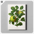 1-74_Nederlandsche-Flora-en-Pomona_canvas