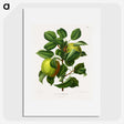 1-74_Nederlandsche-Flora-en-Pomona_picture
