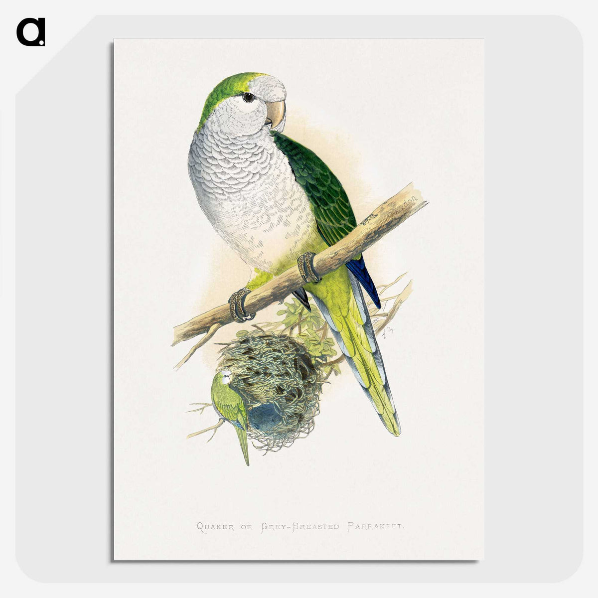 1-74_Parrots-in-Captivity_picture-crop