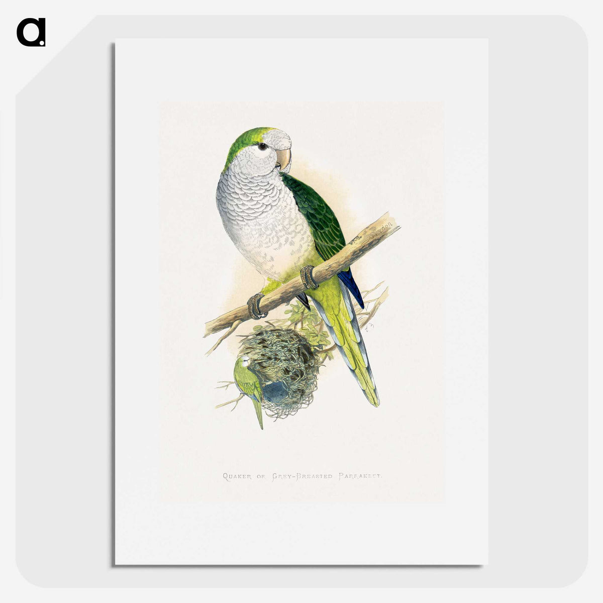 1-74_Parrots-in-Captivity_picture