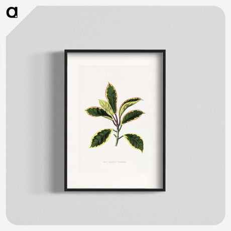 1-74_Plants-with-Colored-Foliage_blk