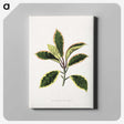 1-74_Plants-with-Colored-Foliage_canvas