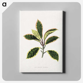 1-74_Plants-with-Colored-Foliage_canvas