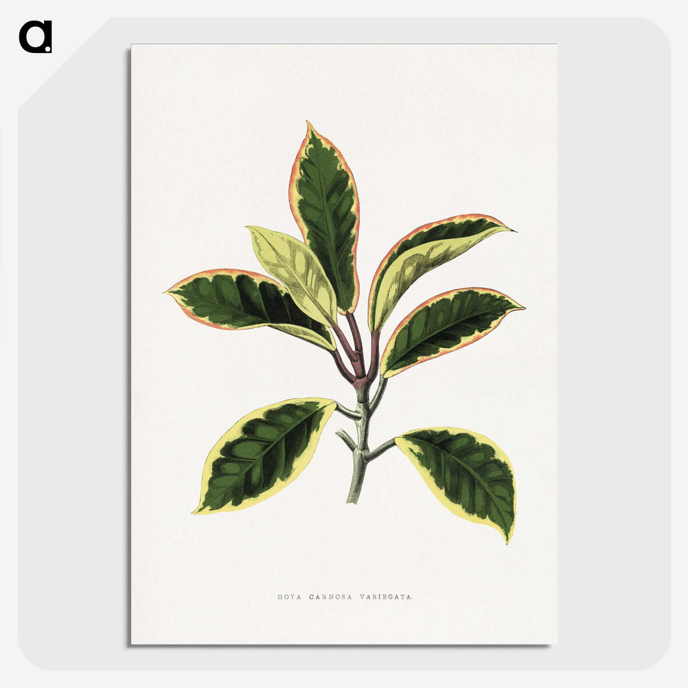1-74_Plants-with-Colored-Foliage_picture-crop