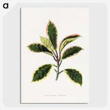 1-74_Plants-with-Colored-Foliage_picture-crop