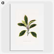 1-74_Plants-with-Colored-Foliage_picture