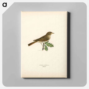 アートパネル-Thrush Nightingale
 - スヴェンスカ フォグラル Canvas.