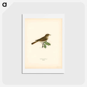 アートポストカード-Thrush Nightingale
 - スヴェンスカ フォグラル Postcard.