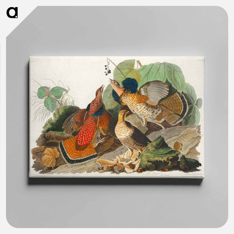 アートパネル-Ruffed Grouse from Birds of America
 - アメリカの鳥たち Canvas.