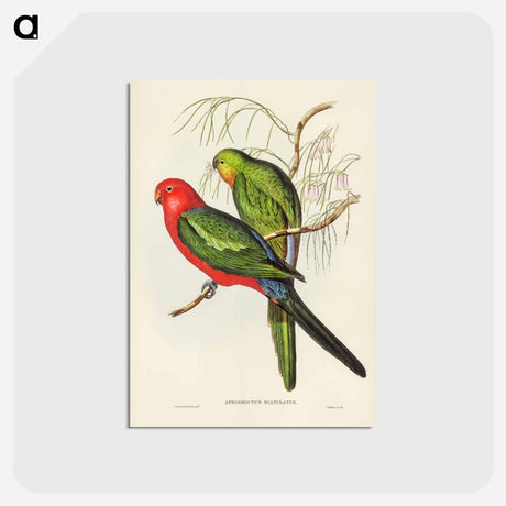 アートポストカード-King Lory
 - オーストラリアの鳥 Postcard.