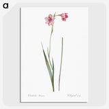 1-74_The-Lilies_picture-crop