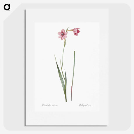 1-74_The-Lilies_picture